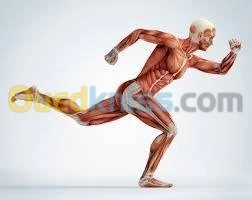 SEANCES DE KINESITHERAPIE