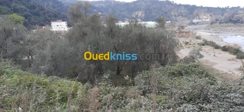 Vente Terrain Bejaia Souk el thenine
