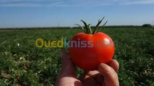 bousaada
