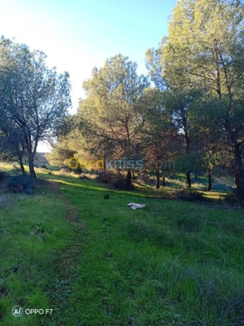Vente Terrain Agricole Sidi bel abbes Sidi hamadouche