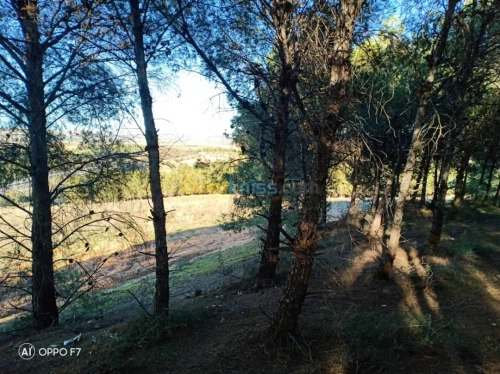 Vente Terrain Agricole Sidi bel abbes Sidi hamadouche