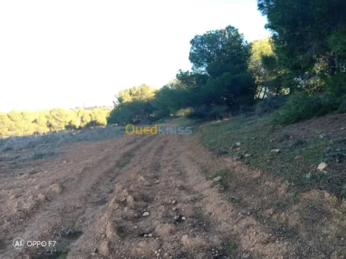 Vente Terrain Agricole Sidi bel abbes Sidi hamadouche
