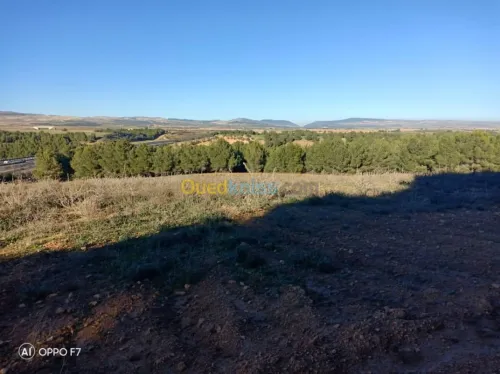 Vente Terrain Agricole Sidi bel abbes Sidi hamadouche