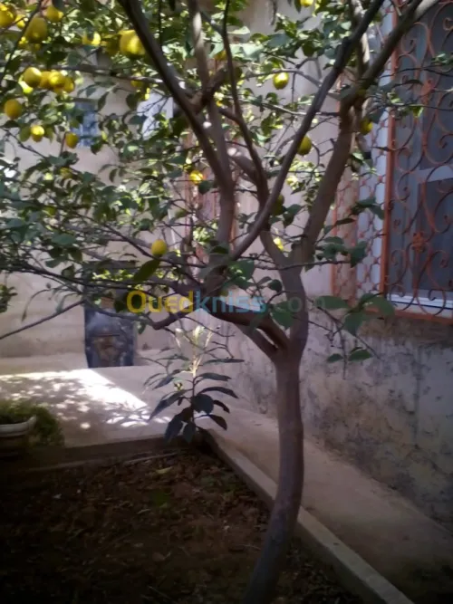 Vente Villa Skikda El Hadaiek