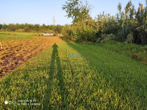  gazon naturel planète 