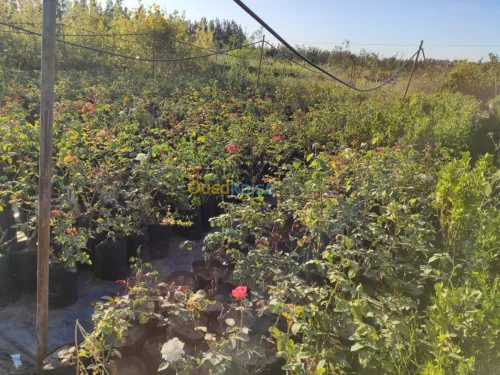  gazon naturel planète 