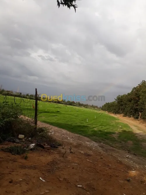  gazon naturel planète 