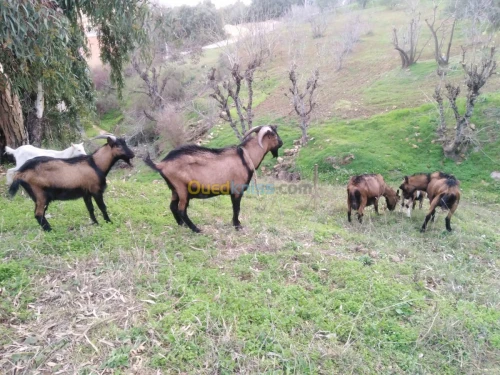 Bouc alpin
