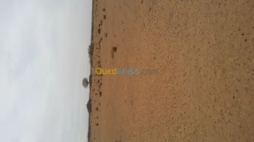 Vente Terrain Djelfa Benhar