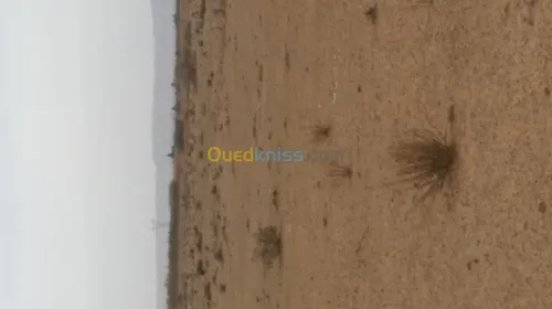 Vente Terrain Djelfa Benhar