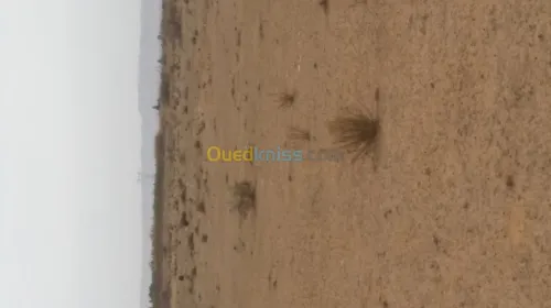 Vente Terrain Djelfa Benhar