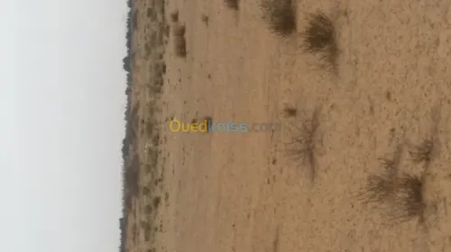 Vente Terrain Djelfa Benhar