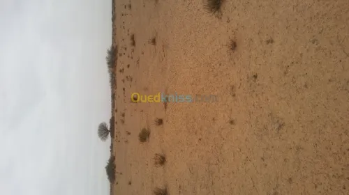 Vente Terrain Djelfa Benhar