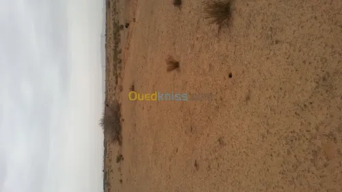 Vente Terrain Djelfa Benhar