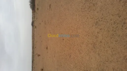 Vente Terrain Djelfa Benhar