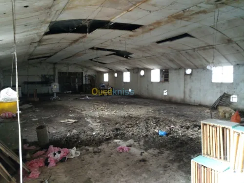 Vente Terrain Setif Mezloug