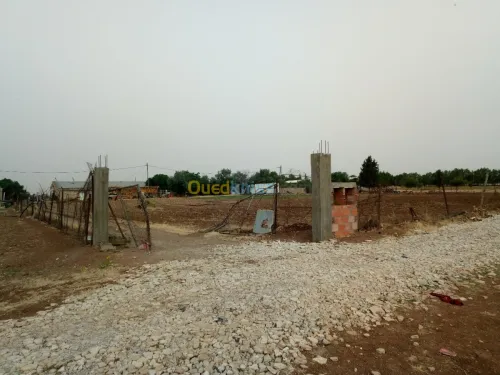 Vente Terrain Setif Mezloug