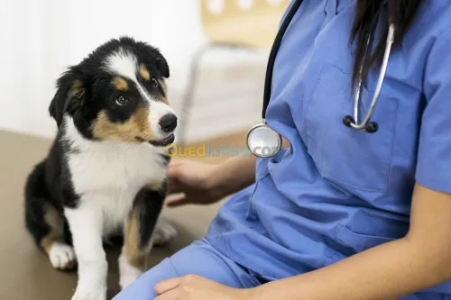 veterinaire
