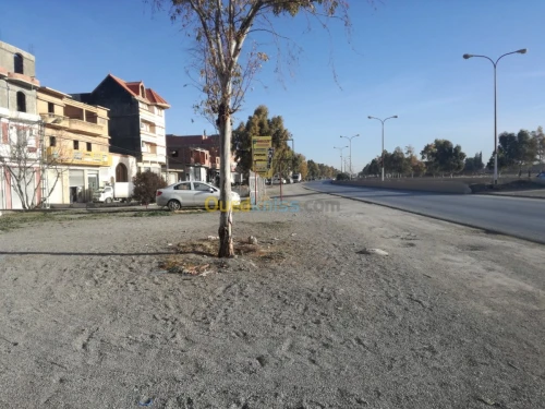 Vente Carcasse Batna Oued chaaba