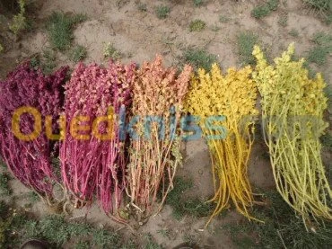 Canihua : Graine de "la santé"   بذور كنيهوى