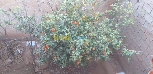 Vente Niveau De Villa F7 Laghouat Laghouat