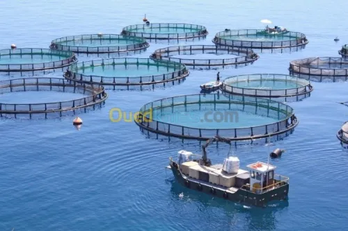 BUREAU D'ETUDE EN AQUACULTURE