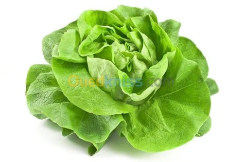 Hydroponie système commercial pro