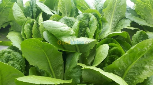 Hydroponie système commercial pro