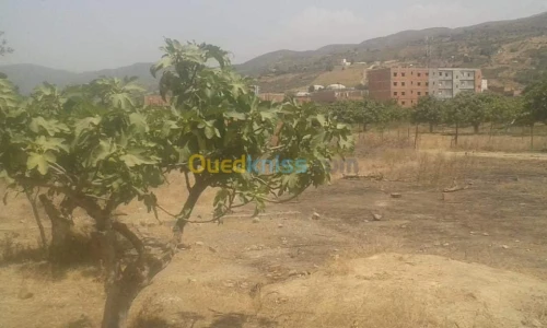 Vente Terrain Blida Bougara