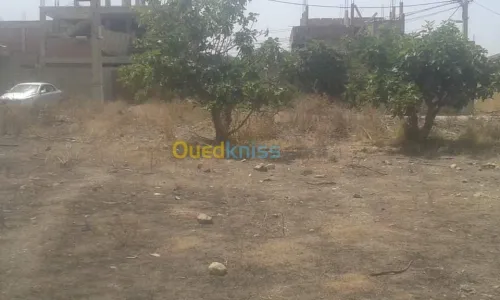 Vente Terrain Blida Bougara