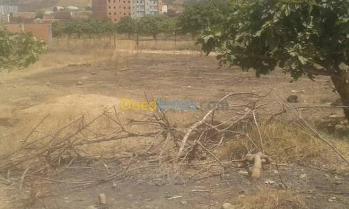 Vente Terrain Blida Bougara