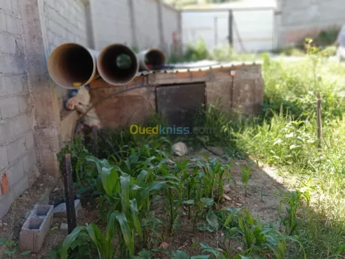 Vente Terrain Agricole Bouira Aomar