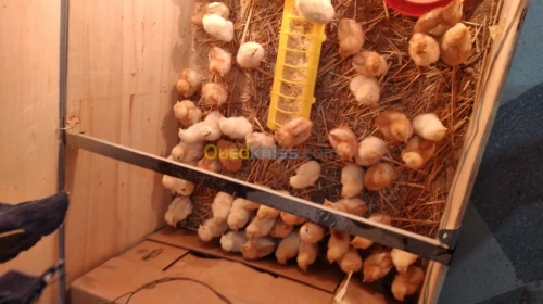 Poussins
