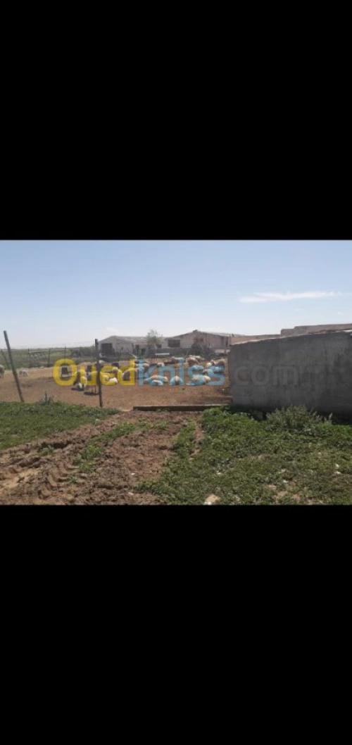 Vente Terrain Agricole Tiaret Hamadia
