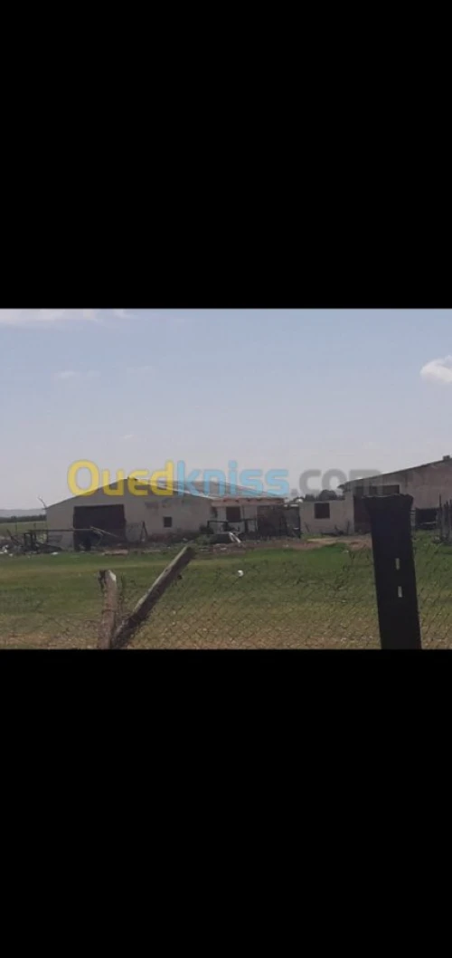 Vente Terrain Agricole Tiaret Hamadia
