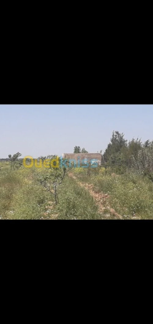 Vente Terrain Agricole Tiaret Hamadia