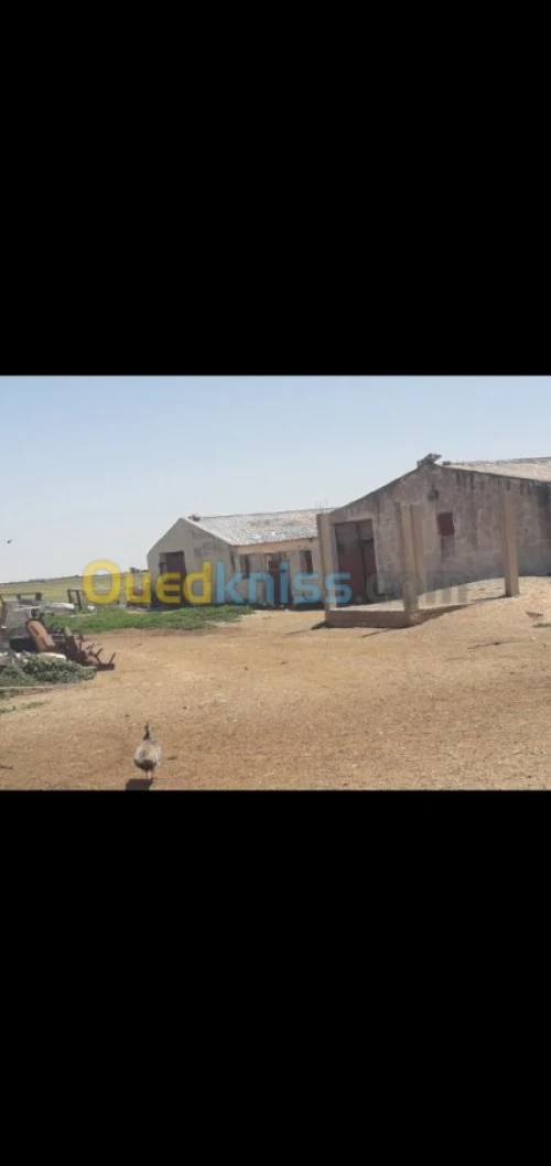 Vente Terrain Agricole Tiaret Hamadia