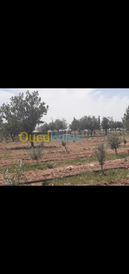 Vente Terrain Agricole Tiaret Hamadia