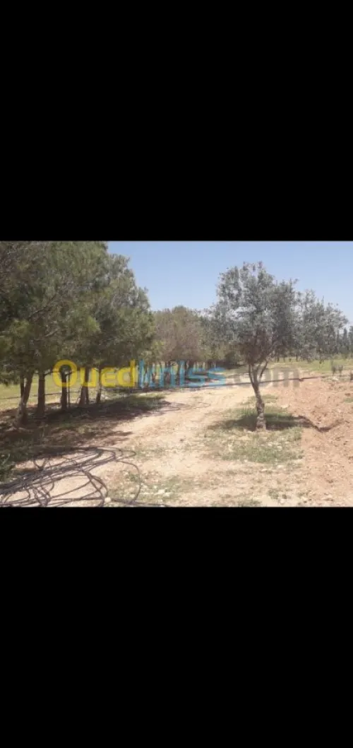 Vente Terrain Agricole Tiaret Hamadia