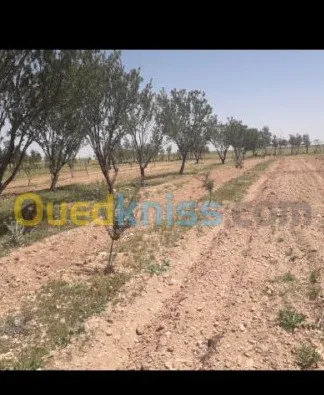 Vente Terrain Agricole Tiaret Hamadia