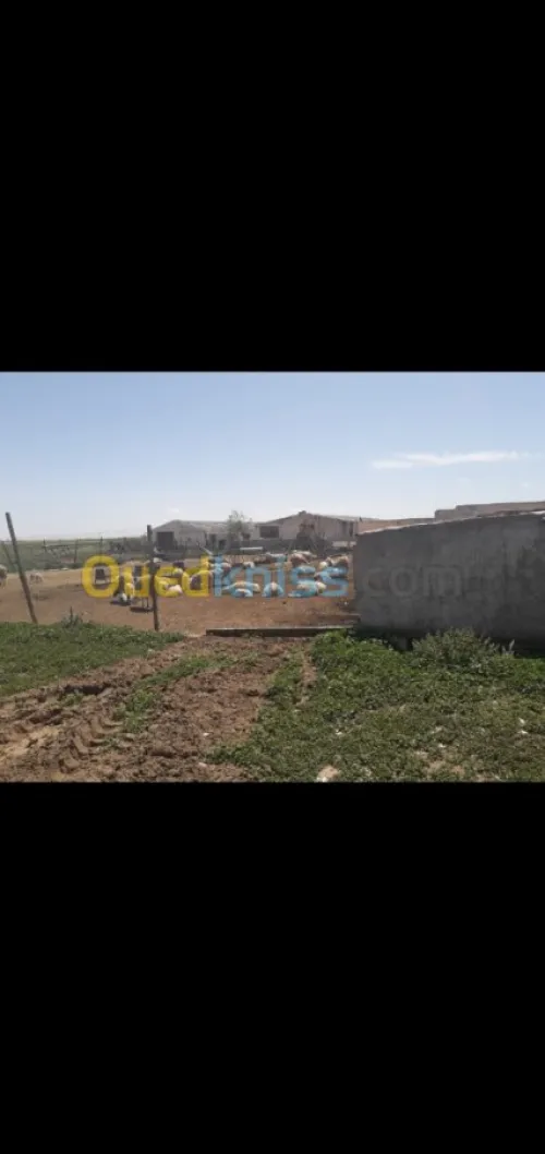 Vente Terrain Agricole Tiaret Hamadia