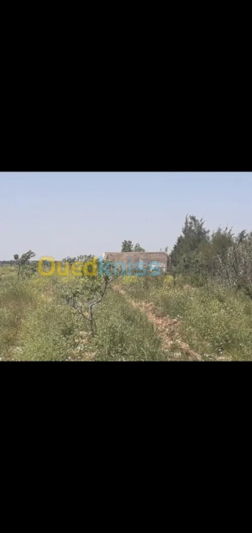 Vente Terrain Agricole Tiaret Hamadia