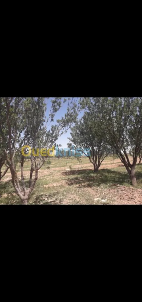 Vente Terrain Agricole Tiaret Hamadia