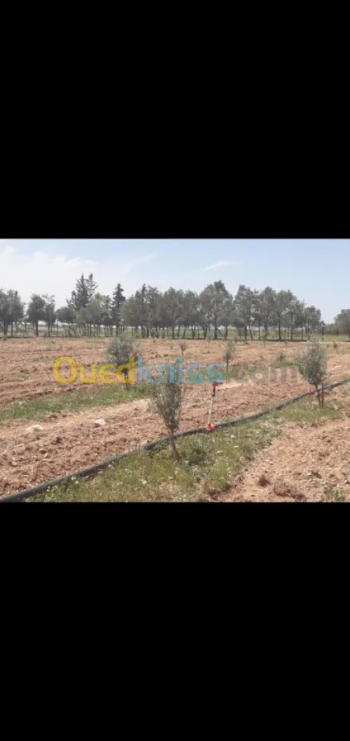 Vente Terrain Agricole Tiaret Hamadia