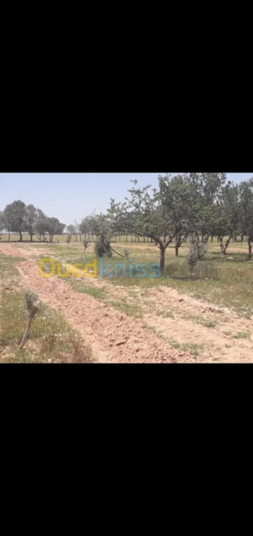Vente Terrain Agricole Tiaret Hamadia