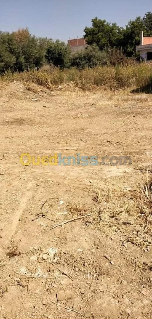 Vente Terrain Blida Boufarik