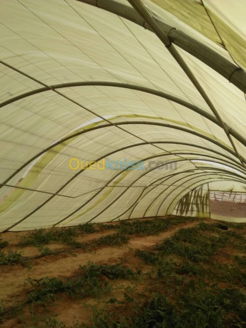 Location Terrain Agricole Ouargla Ouargla