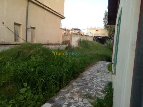 Vente Terrain Skikda Skikda
