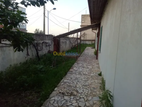 Vente Terrain Skikda Skikda