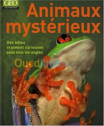 Animaux mystérieux. Des bêtes vraiment curieuses sous tous les angles.
